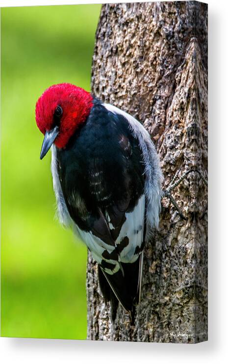 Bird Canvas Print featuring the photograph Red-headed Woodpecker by Skip Tribby