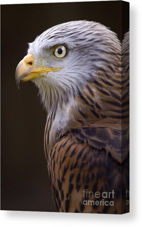 Red Kite Canvas Print featuring the photograph Red kite by Ang El