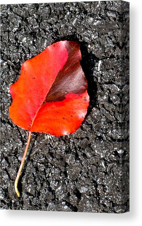 Red Canvas Print featuring the photograph Red Leaf on Asphalt by Douglas Barnett