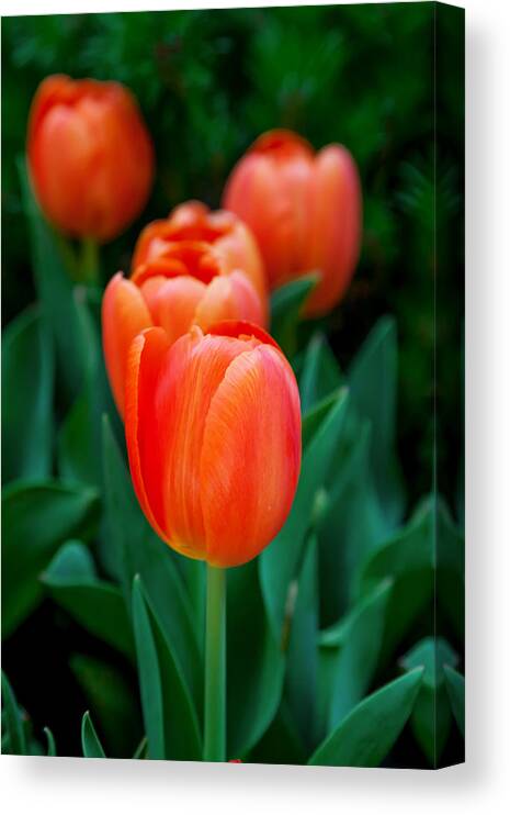 Spring Flowers Canvas Print featuring the photograph Red Tulips by Az Jackson