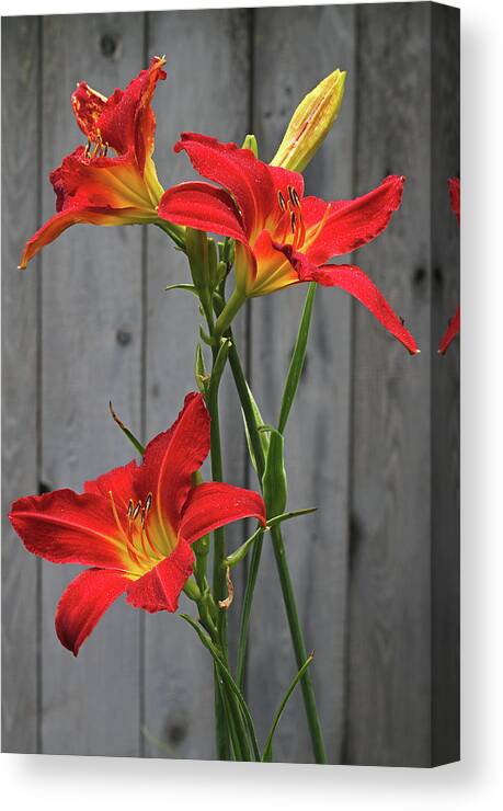 Lily Canvas Print featuring the photograph Red Lilies by Juergen Roth