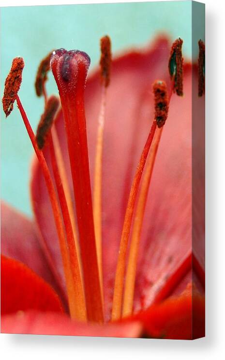 Flower Canvas Print featuring the photograph Red Lily Reach by Amy Fose