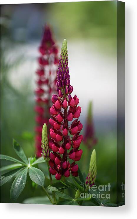 Lupins Canvas Print featuring the photograph Red Lupins by Eva Lechner