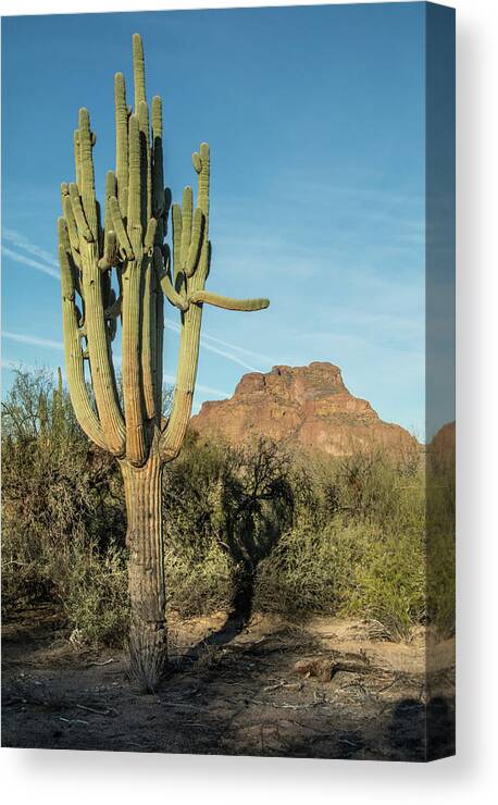Red Canvas Print featuring the photograph Red Mountain and Saguaro Shadow 2439-032118-cr by Tam Ryan