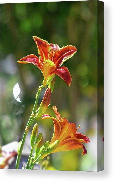 Linda Brody Canvas Print featuring the photograph Red Orange Day Lilies I by Linda Brody