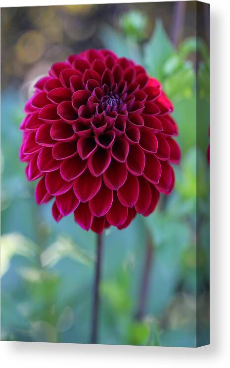 Dahlia Canvas Print featuring the photograph Red Pom Pom by Tammy Pool