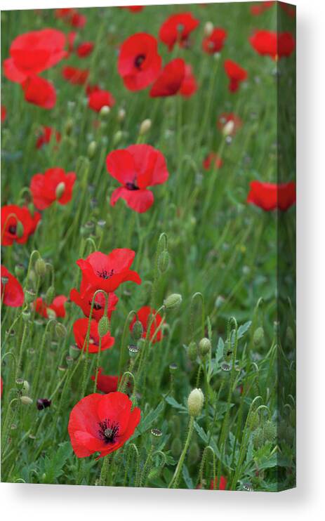 Poppy Canvas Print featuring the photograph Red poppie anemone field by Michalakis Ppalis