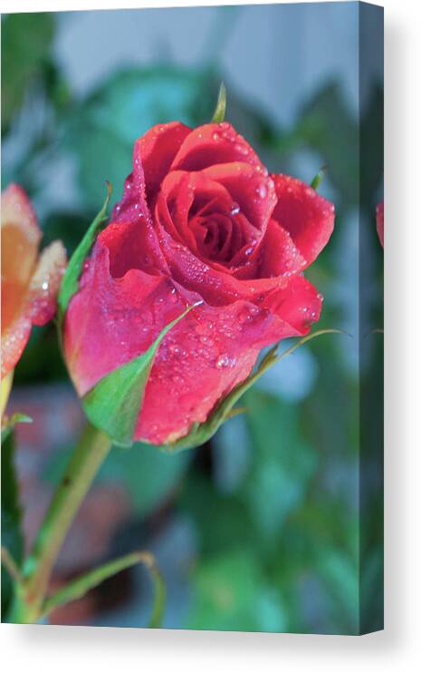 Flowers Canvas Print featuring the photograph Red Rose by James Woody