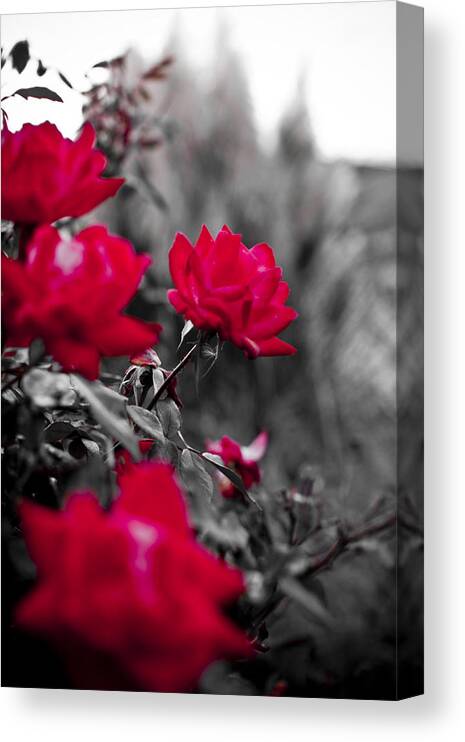 Red Canvas Print featuring the photograph Red Roses by Dustin K Ryan