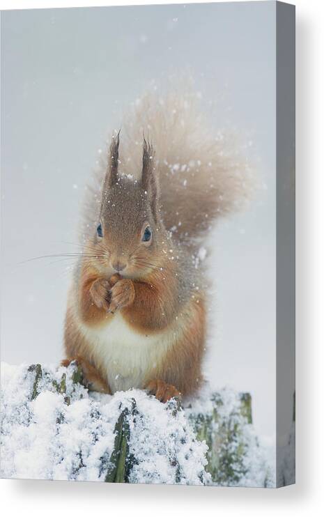 Red Canvas Print featuring the photograph Red Squirrel With Snowflakes by Pete Walkden