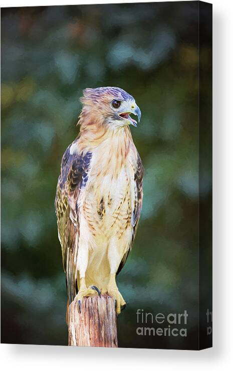 Nature Canvas Print featuring the photograph Red Tailed Hawk by Sharon McConnell