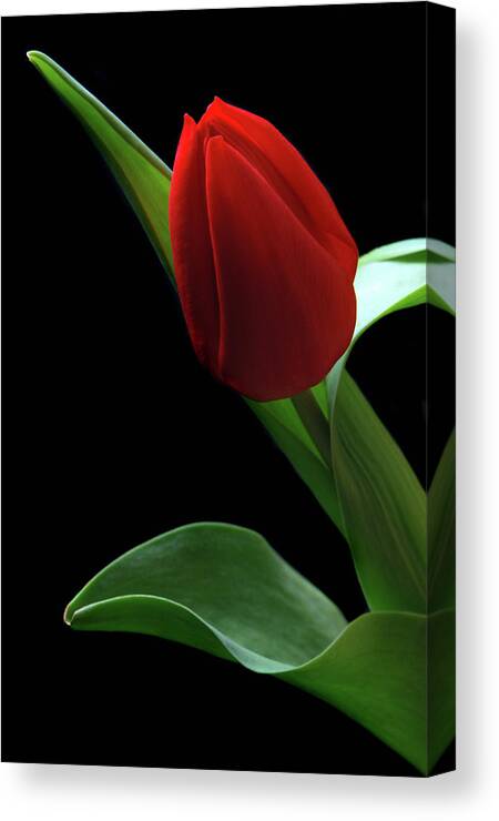 Tulip Canvas Print featuring the photograph Red Tulip. by Terence Davis