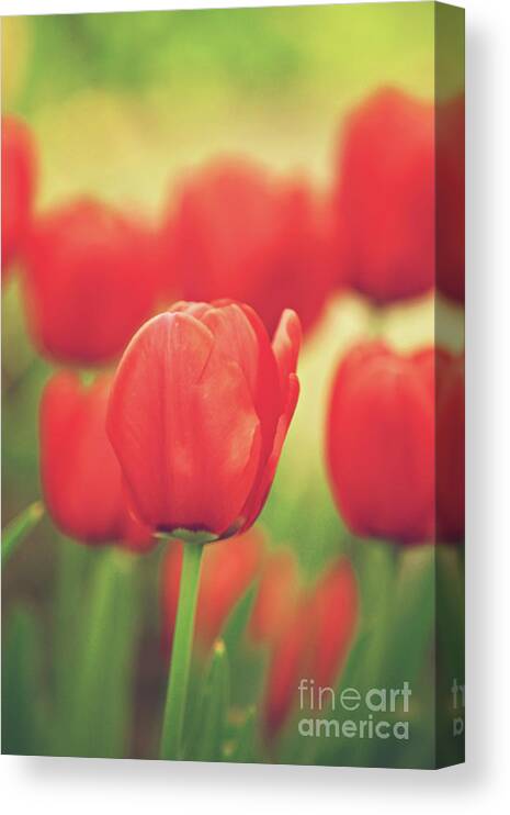 Background Canvas Print featuring the photograph Red Tulips by Dan Radi