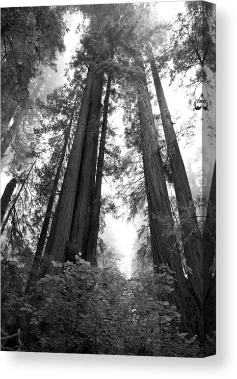 Loree Johnson Canvas Print featuring the photograph Redwoods in the Fog by Loree Johnson