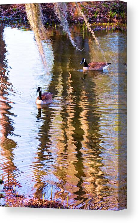 Birds Canvas Print featuring the photograph Reflections by Jan Amiss Photography