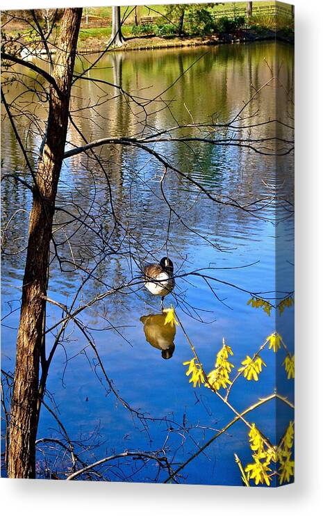 Spring Canvas Print featuring the photograph Reflections of Spring by Felix Zapata