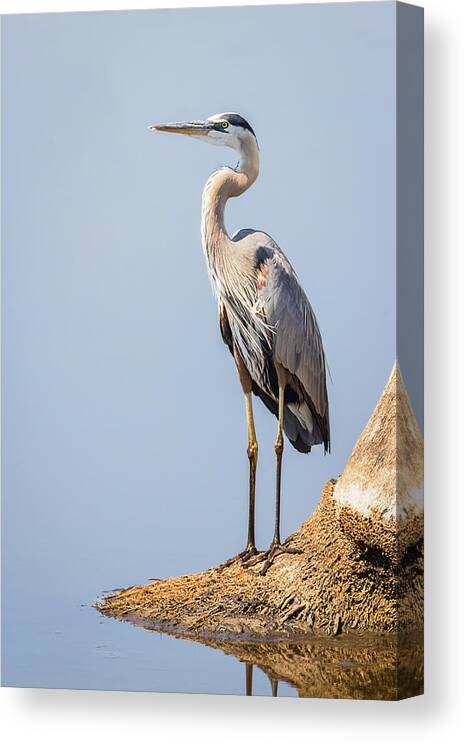Ardea Herodias Canvas Print featuring the photograph Regal Great Blue Heron by Dawn Currie