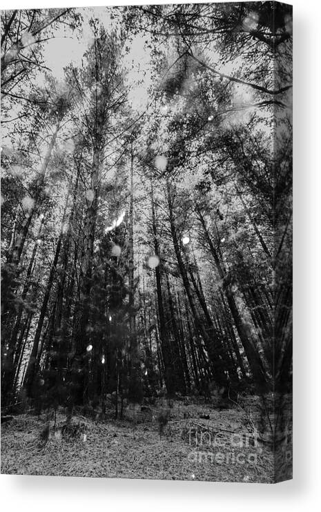 Black And White Canvas Print featuring the photograph Reigning pines by Jorgo Photography
