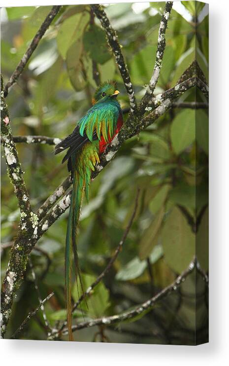 Quetzal Canvas Print featuring the photograph Resplendent Quetzal II by Bruce J Robinson