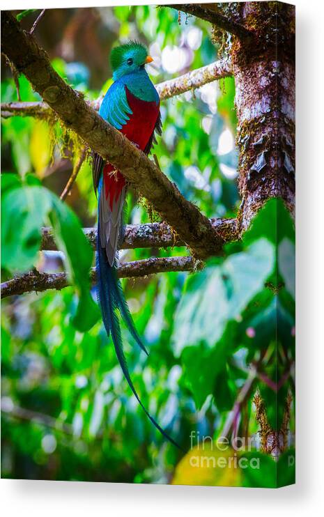Tropical Canvas Print featuring the photograph Resplendent Quetzal by Todd Bielby