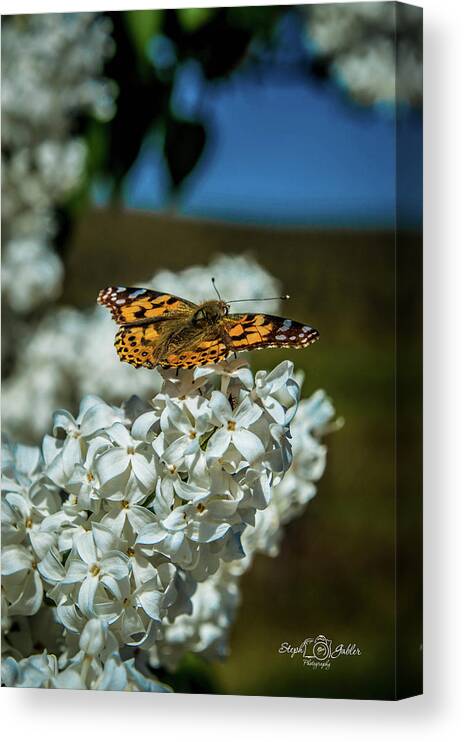 Butterfly Canvas Print featuring the photograph Resting on the Lilac by Steph Gabler