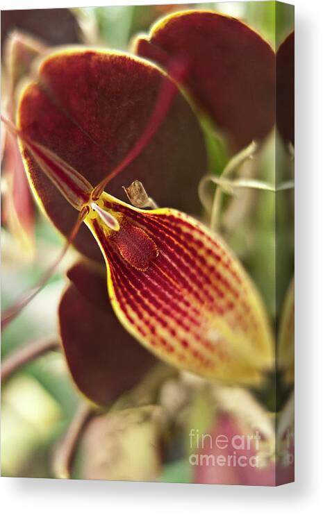 Orchid Canvas Print featuring the photograph Restrepia iris orchid by Heiko Koehrer-Wagner