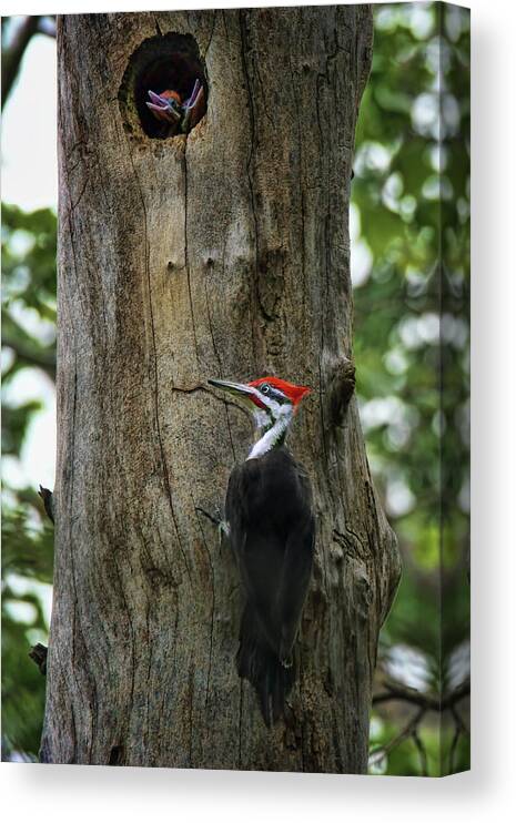 Birds Canvas Print featuring the photograph Return - Pileated Woodpecker by Nikolyn McDonald