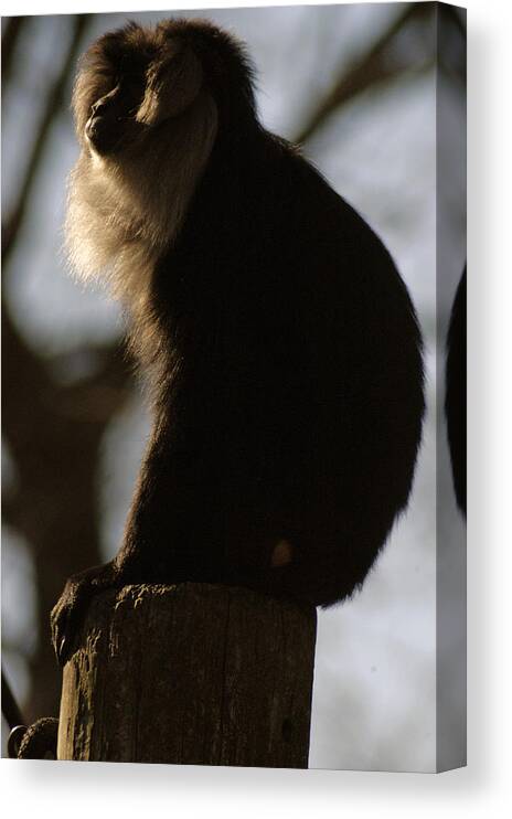 Memphis Zoo Canvas Print featuring the photograph Rim Light by DArcy Evans