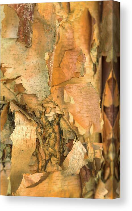 River Birch Tree Canvas Print featuring the photograph River Birch by Tom Singleton