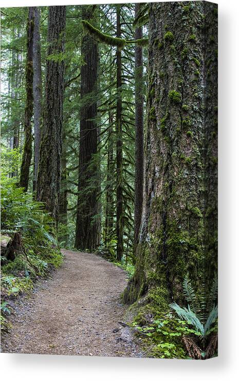 Forest Canvas Print featuring the photograph River Falls Oregon Pathway by John McGraw