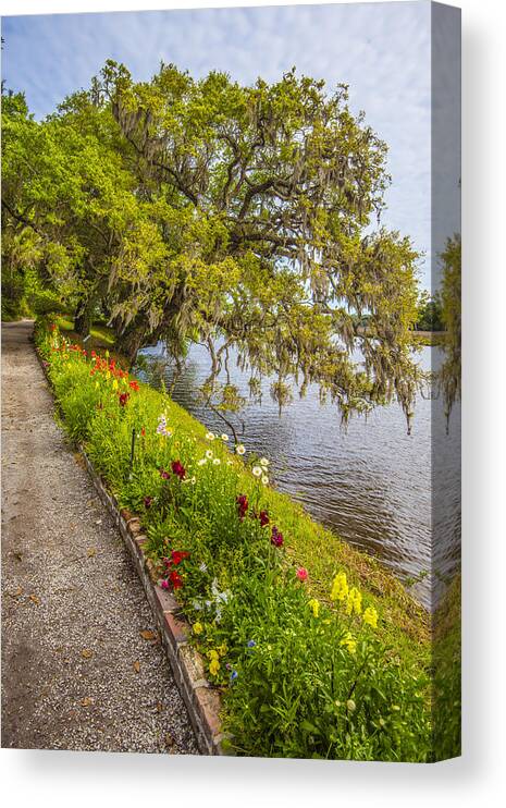 Tree Canvas Print featuring the photograph River Path 1 by Steven Ainsworth