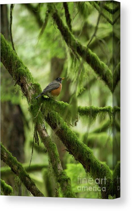 Robin Canvas Print featuring the photograph Robin on a Branch by Donna L Munro
