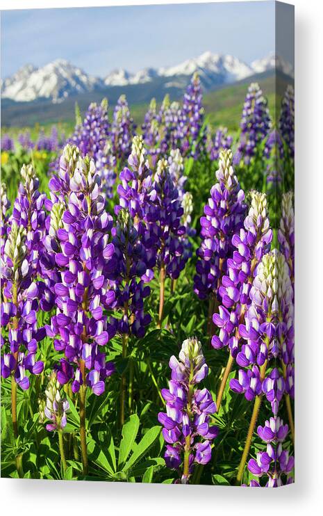 Lupine Canvas Print featuring the photograph Rocky Mountain Lupines by Aaron Spong