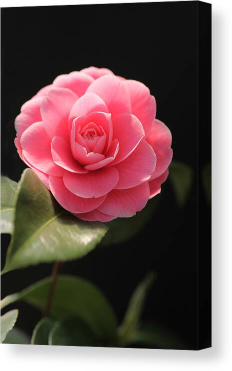 Romantic Canvas Print featuring the photograph Romantic Camellia by Tammy Pool