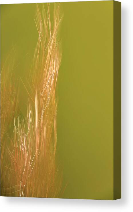 Intentional Camera Movement Canvas Print featuring the photograph Roots Of Light by Deborah Hughes