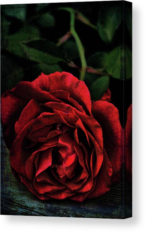 Floral Canvas Print featuring the photograph Rose 385 by Pamela Cooper