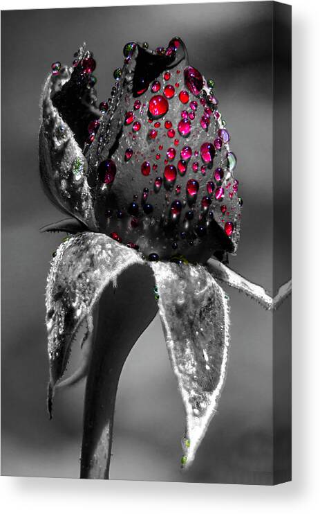 Rose Canvas Print featuring the photograph Rose after the rain by Wolfgang Stocker