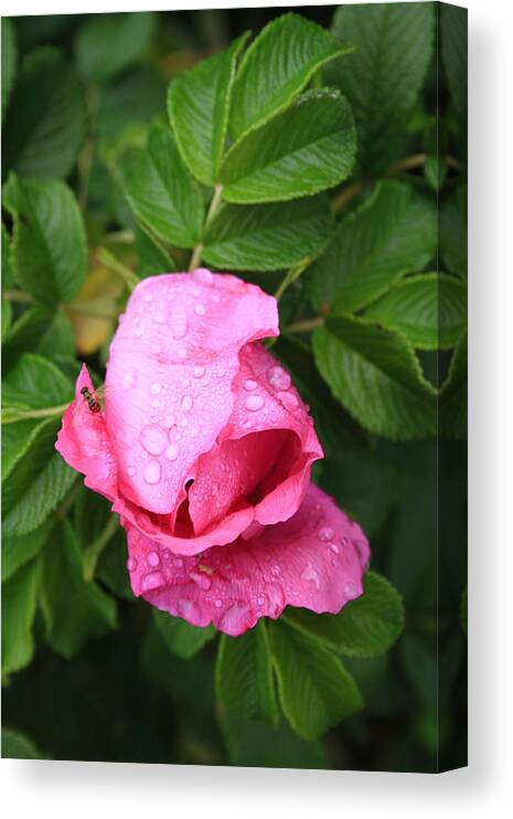 Fine Art Canvas Print featuring the photograph Rose Bud And Bee by Doug Mills