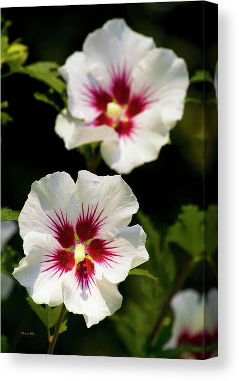 Hibiscus Canvas Print featuring the photograph Rose of Sharon by Christina Rollo