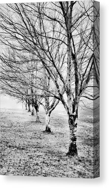 Greg Jackson Canvas Print featuring the photograph Row of Leafless Trees in Fog - b/w by Greg Jackson