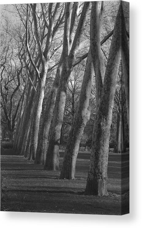 Trees Canvas Print featuring the photograph Row Trees by Henri Irizarri