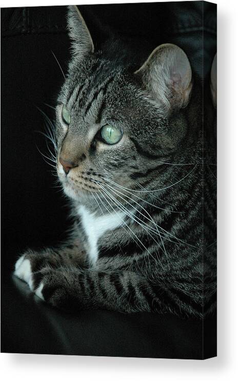 Cat Canvas Print featuring the photograph Roxie by Frank Mari