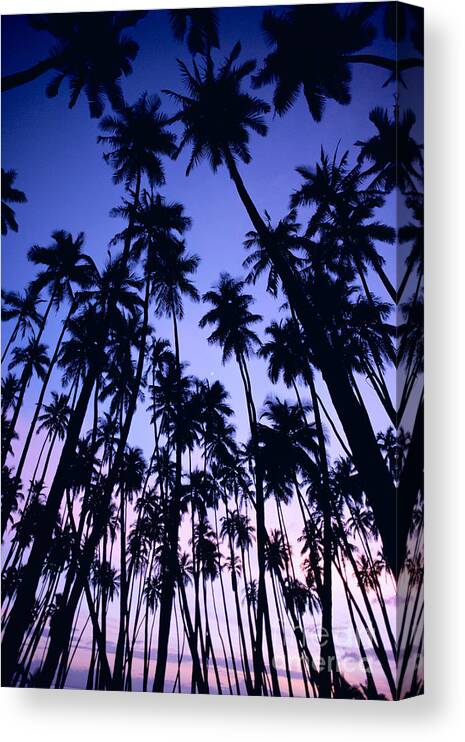 Allan Seiden Canvas Print featuring the photograph Royal Palm Grove by Allan Seiden - Printscapes