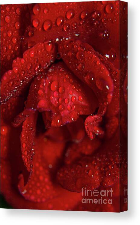 Botanical Photography Canvas Print featuring the photograph Royal Red Rose Nature / Floral / Botanical Photograph by PIPA Fine Art - Simply Solid