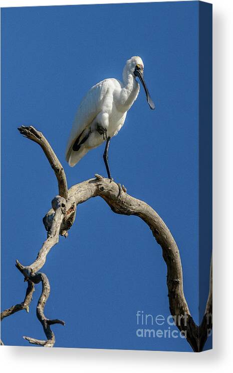 Bird Canvas Print featuring the photograph Royal Spoonbill 01 by Werner Padarin