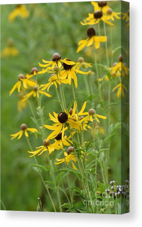 Rudbeckia Hirta Canvas Print featuring the photograph Rudbeckia Hirta by Maria Urso