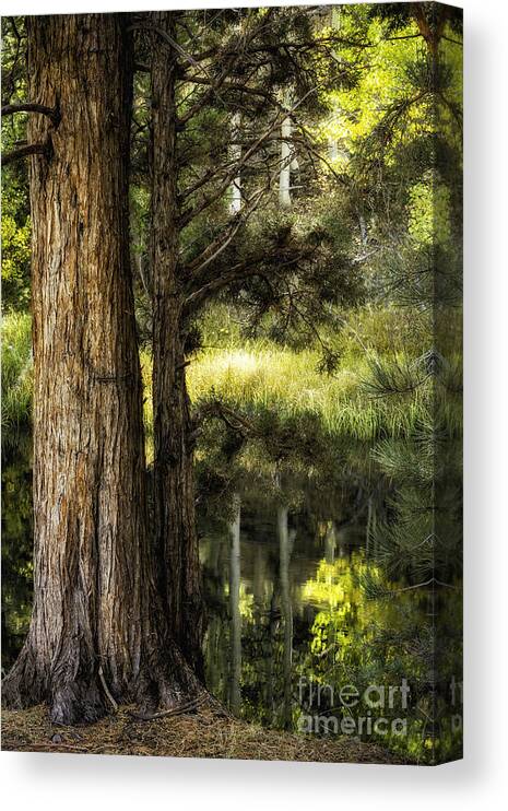 California Canvas Print featuring the photograph Rush Creek Pines 2 by Timothy Hacker