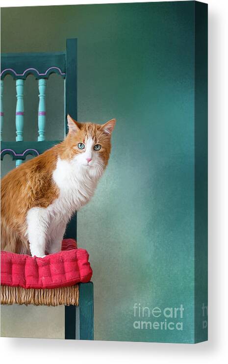 Blue Eyes Canvas Print featuring the photograph Rusty by Susan Warren