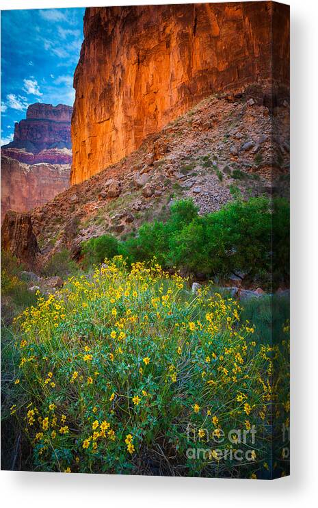 America Canvas Print featuring the photograph Saddle Canyon Flowers by Inge Johnsson