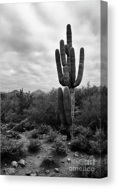 Saguaro Cactus Canvas Print featuring the photograph Saguaro Cactus by Tamara Becker